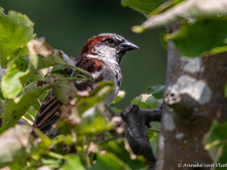 Huismus (passer domesticus)