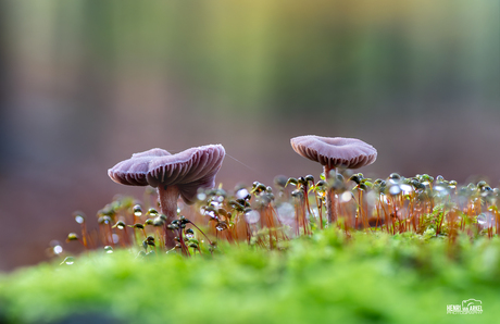 Paddenstoelen duo