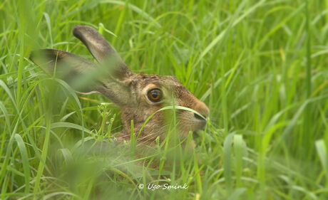 Bewegingsloos verscholen in het hoge gras.