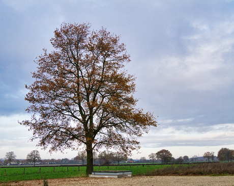 Boom met herfstkleuren, Berg en Terblijt