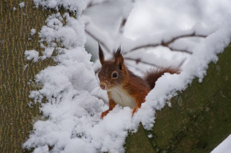 Klein eekhoorn sneeuwpopje