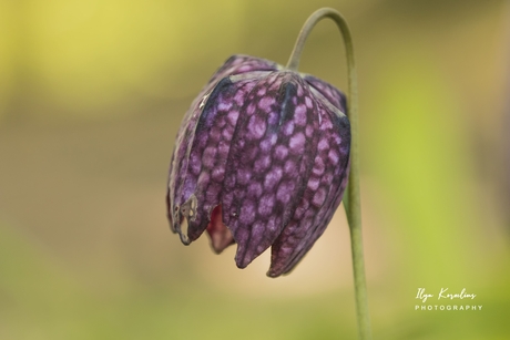 Macro van een Kievitsbloem 