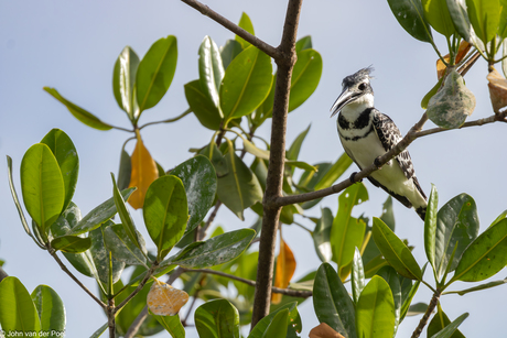 bonte ijsvogel