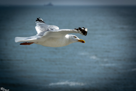 Sailing on the wave