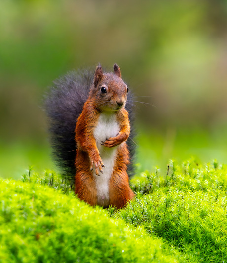Uw gastheer voor vanavond mister Eekhoorn