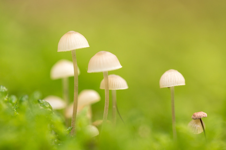 Kleine paddenstoeltjes