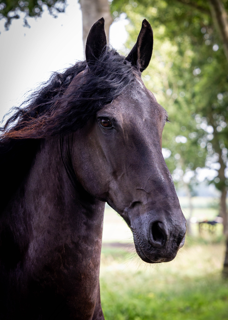 Fries bij de Molenwaard