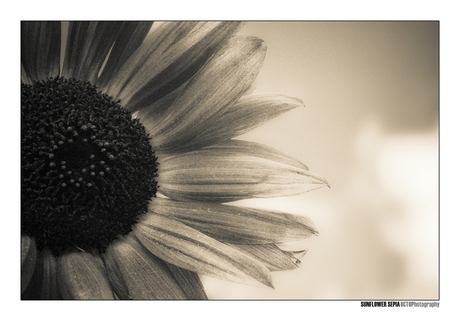 Sunflower sepia