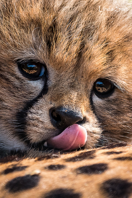 Cheeta welpje