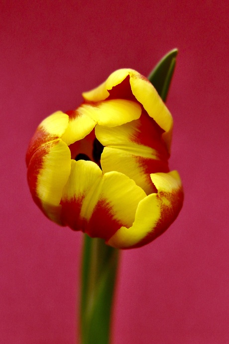 Tulp 