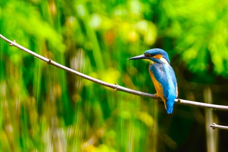 IJsvogel 