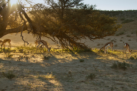 Springbok bij zonsondergang Kalahari