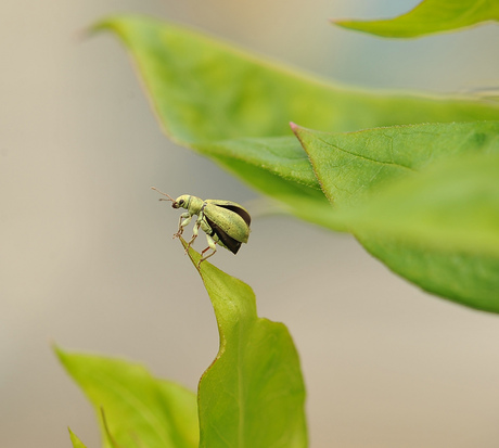 Groene Snuitkever klaar af