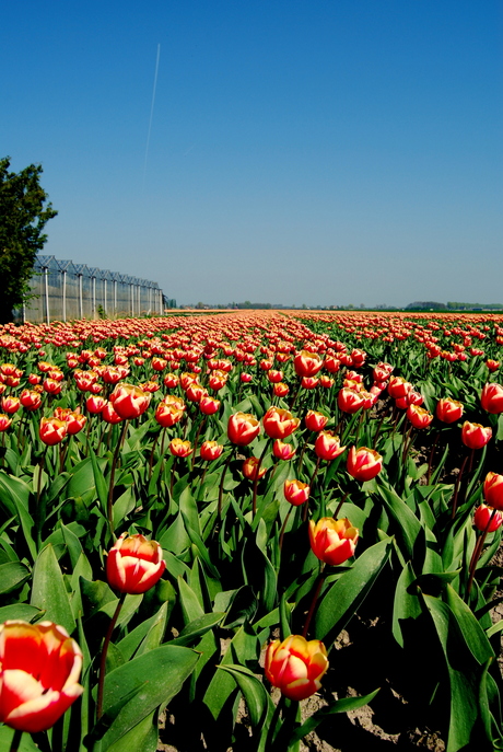 Tulpen