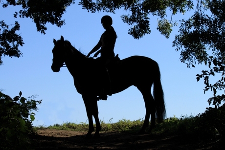Silhouet foto van paard en ruiter