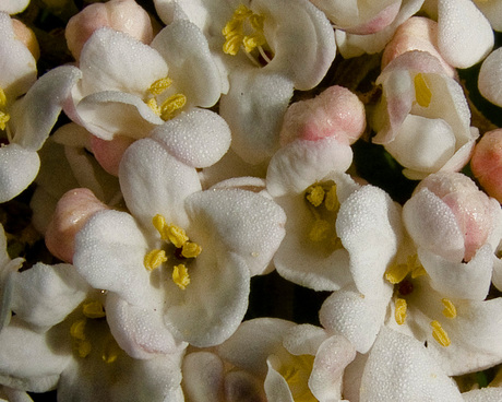 Viburnum/sneeuwbal