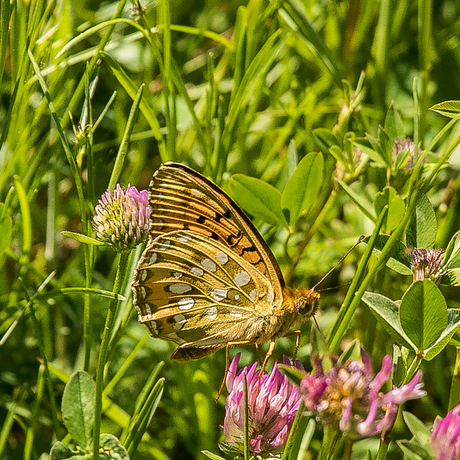 Grote parelmoervlinder