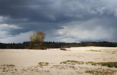 Soesterduinen