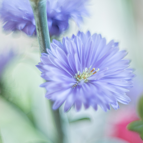 aster