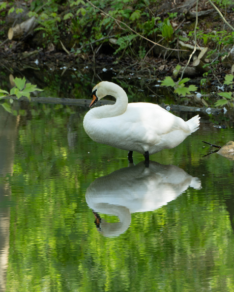 Spiegeling