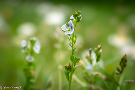 Macro