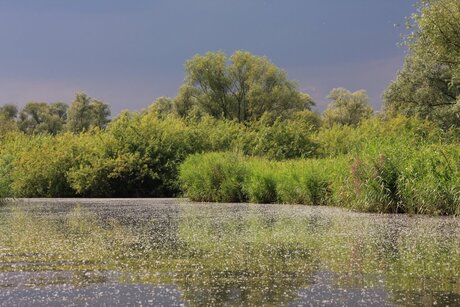 onweersdreiging in de biesbosch