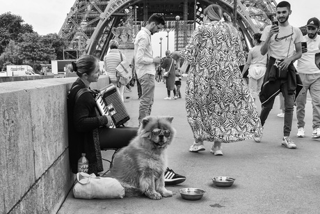 Met de hond