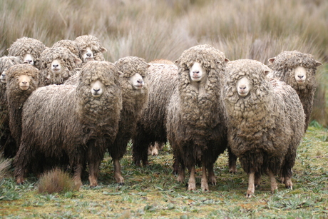 Andes schapen