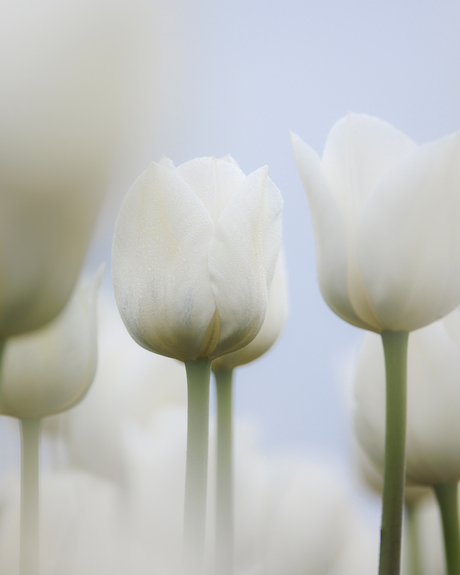Witte tulpen