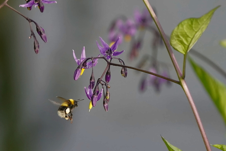 Tuinhommel bezoekt Bitterzoet
