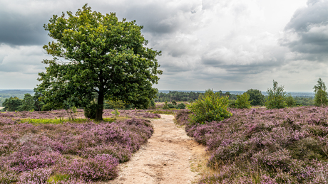 De heide op de Lemelerberg