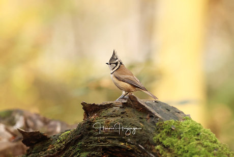 Kleine vogel met kuif.