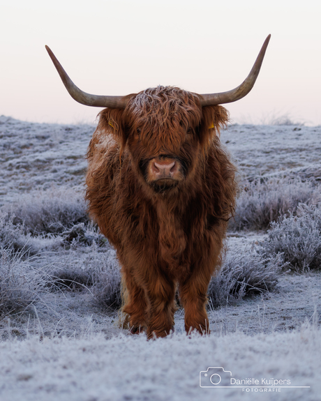 Schotse hooglander 