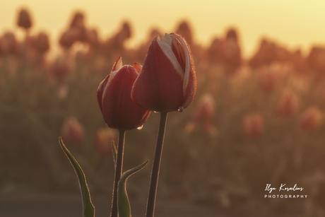 Macro van tulp bij zonsopkomst 