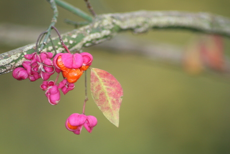 Herfstkleur