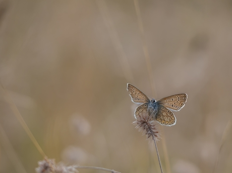 Icarus blauwtje