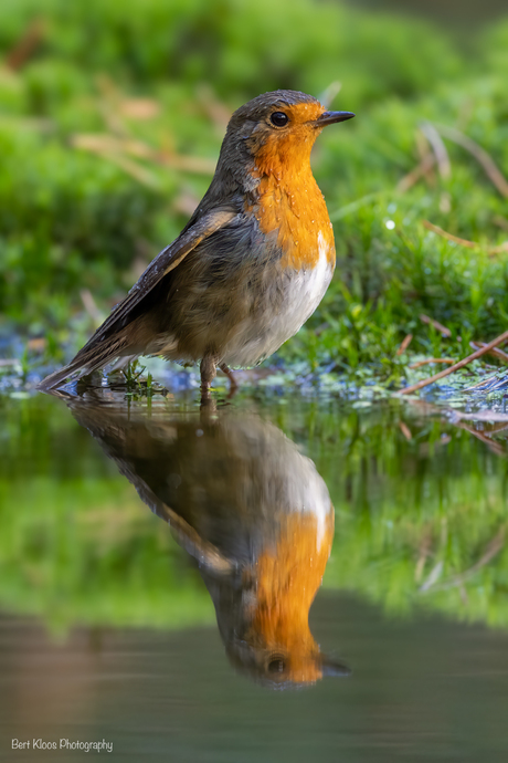 Roodborst in de vijver..