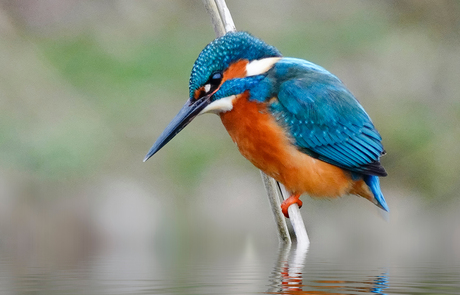 Ijsvogel Roosendaal