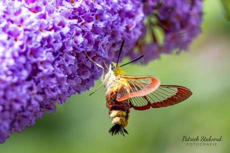 Glasvleugelpijlstaart