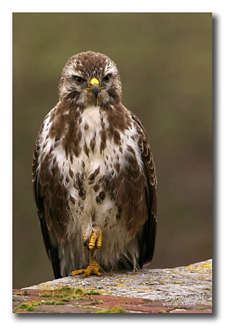 Buizerd