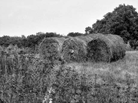 Hooibalen in het landschap