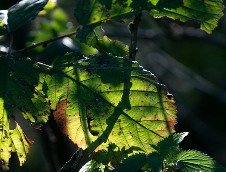 Herfstblad met tegenlicht