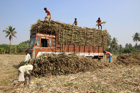 suikerriet laden in Hampi Indië
