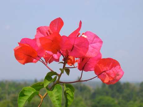 Bougainville