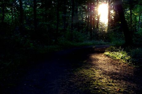 Zon in het bos