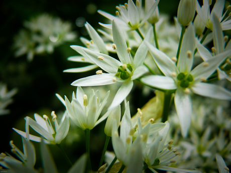 Bloemen begin lente