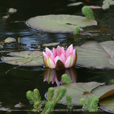 Waterlelie met spiegeling