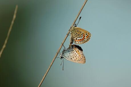 Parende Heideblauwtjes 