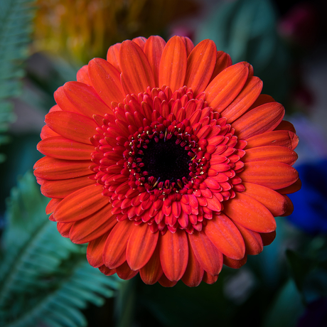 Gerbera