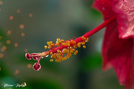 Hibiscus